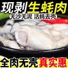 Fresh Oyster Meat, Freshly Peeled Oyster Meat, Oyster Meat, Oyster Meat, Seafood and Aquatic Products for Commercial Use