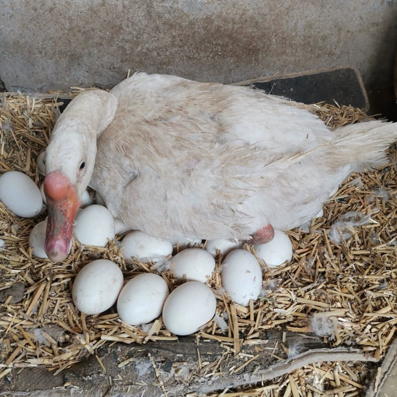 [Damage Guaranteed] Authentic Farm-Raised Free-Range Goose Eggs for Pregnant Women and Babies, Freshly Picked and Shipped