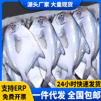 Fresh Pomfret, Frozen Silver Pomfret, White Pomfret, Sea-Caught Pomfret, Fresh Deep-Sea White Pomfret, Flat Fish, Commercial Batch