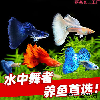 Guppy Live Fish Premium Purebred Large Tail Gravid Female Fry Ornamental Fish Tropical Fish Easy to Breed