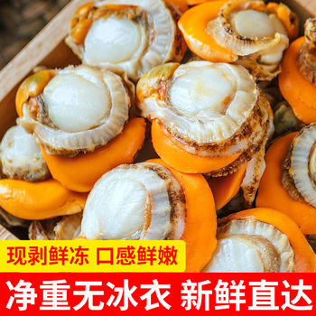 Scallop Meat, Fresh and Ready to Peel, Large Scallop Meat with Yellow, Sand-Free, Fresh Frozen, Source Factory Processing, E-Commerce Agent 150g