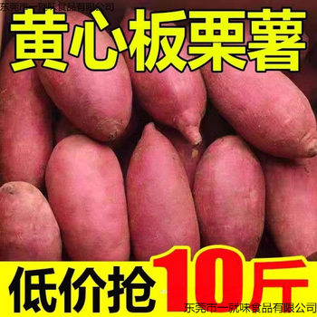 Freshly Dug Yellow-Fleshed Sweet Potatoes, Freshly Dug Sweet Potatoes, Sweet Potatoes, and Yams