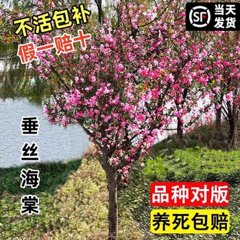 Begonia Saplings, Courtyard Planting, Tall-Stemmed Xifu Begonia, Hanging Silk Begonia, North American Begonia Flower Potted Flowers, Cold-Resistant Plants