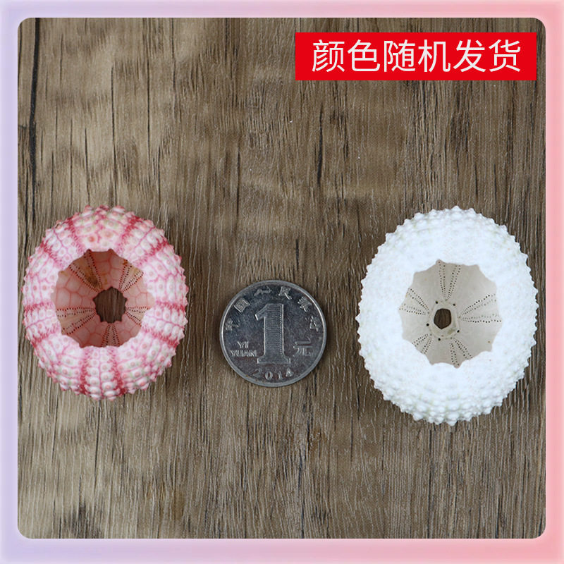Shell Batch ✅ Specimen Home Crafts Decoration Sea Urchin Flower Pot Sea Urchin Floor Conch Shell Natural Air Pineapple