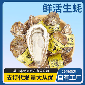 Authentic Rushan Oysters 2.5kg Fresh Seafood Shellfish Rushan Oysters Whole Box Wholesale