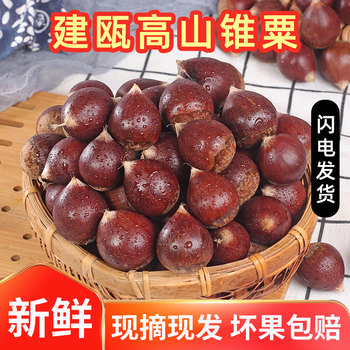 Jianou cone chestnut 2024 Fujian alpine small Mao chestnut tree round chestnut farm now picking round oil chestnut wholesale