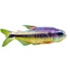 Tropical Ornamental Fish Wholesale Symphony Blue Devil Platinum Symphony Devil Light Classy Light Fish