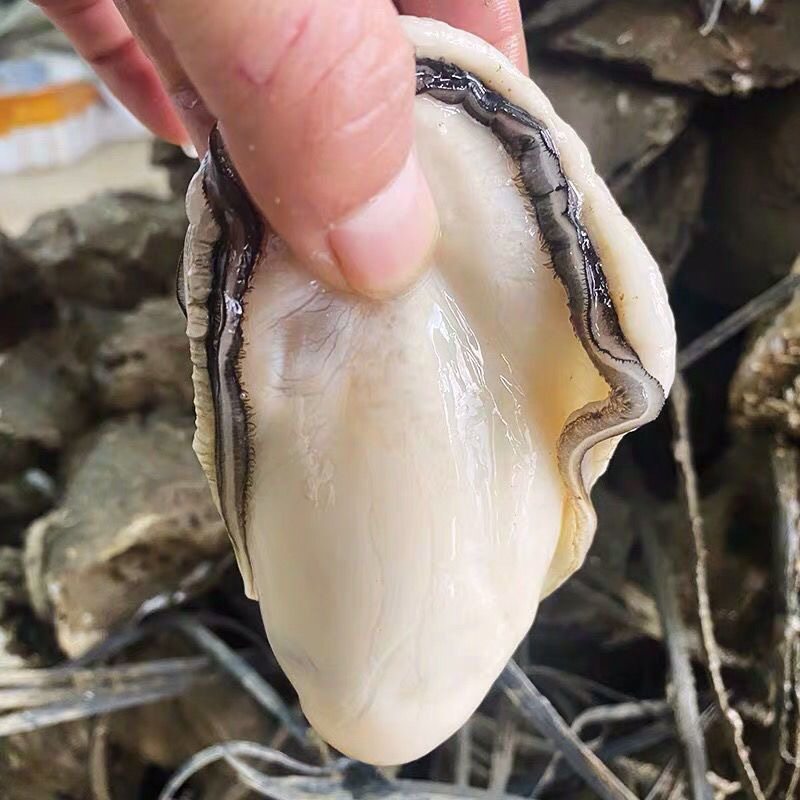 Fresh Oyster Meat, Freshly Peeled Oyster Meat, Oyster Meat, Oyster Meat, Seafood and Aquatic Products for Commercial Use
