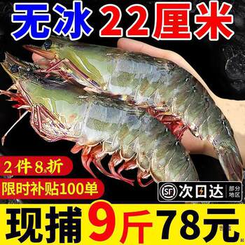 Fresh and Frozen Qingdao Prawns with Free Shipping, Salted Frozen Prawns, 0 Base Prawns, Quick-Frozen Large Green Prawns, Seafood and Aquatic Products Packaging