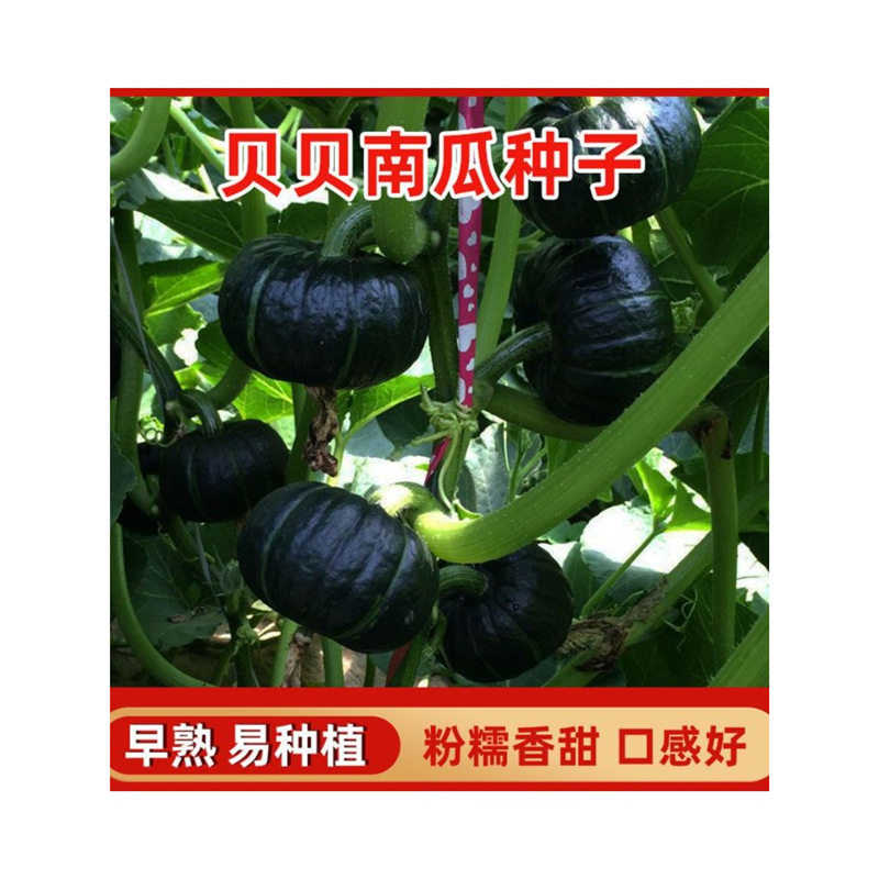 [Super Sweet and Glutinous] Beibei Pumpkin Seeds High-Yielding Sweet Glutinous Chestnut Green Beibei Small Pumpkin Four-Season Vegetable Seeds