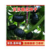 [Super Sweet and Glutinous] Beibei Pumpkin Seeds High-Yielding Sweet Glutinous Chestnut Green Beibei Small Pumpkin Four-Season Vegetable Seeds