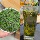 2026 Новый чай премиум-класса Mingqian Bird tongue Tea Весенний чай с бамбуковыми зелеными альпийскими ростками Зеленый чай с птичьим языком Mingqian Whole bud высокого качества mini 26