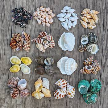 Temu Dropshipping Popular Products: Natural Conch Shells Sold by the Pound, Replacement Shells for Hermit Crabs, Aquarium Landscaping