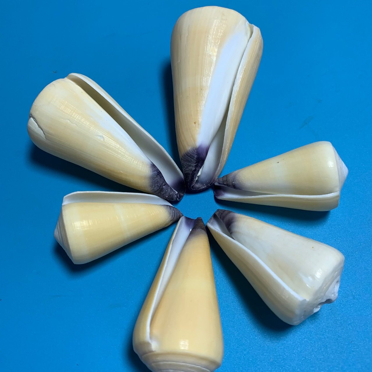 Purple conus natural shell conch fish tank aquarium landscape platform decoration specimen photography handicraft production