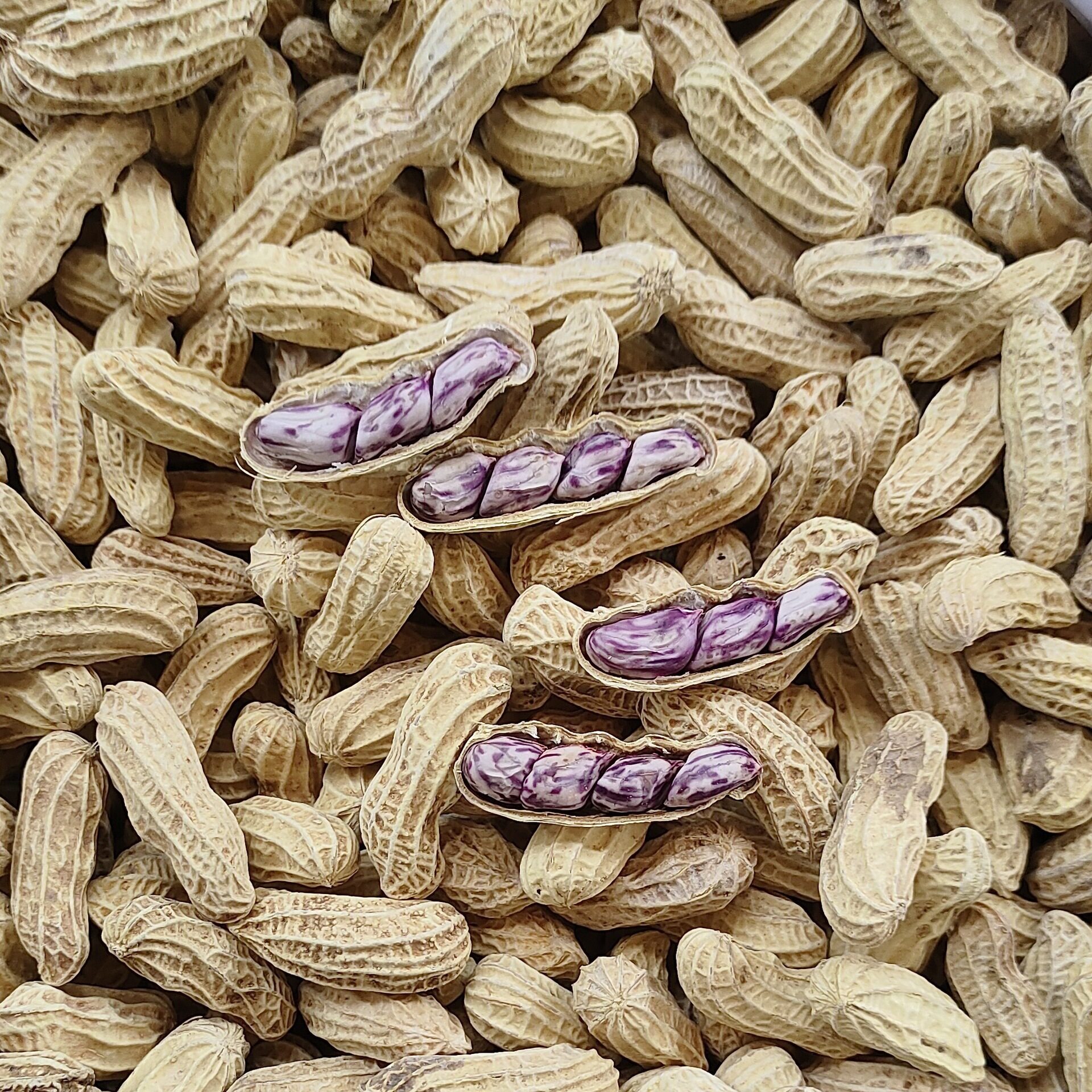 Yunnan Colorful Dried Peanuts 0.5kg Individually Packaged/ 5kg Bulk Wholesale Snacks Colorful Peanuts