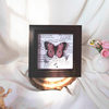 European and American Retro Glass Stereo Photo Frame Hollow Specimen Frame Butterfly DIY Mounted Display Frame 2cm Square Photo Frame