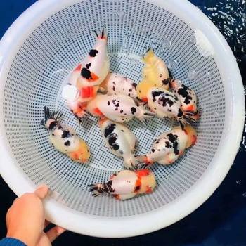 Ornamental Fish, Small Goldfish, Cold Water Fish, Lan Shou, Easy to Raise, Ponyo's Same Style, Small Fish, Cow Lan Shou, Special Price
