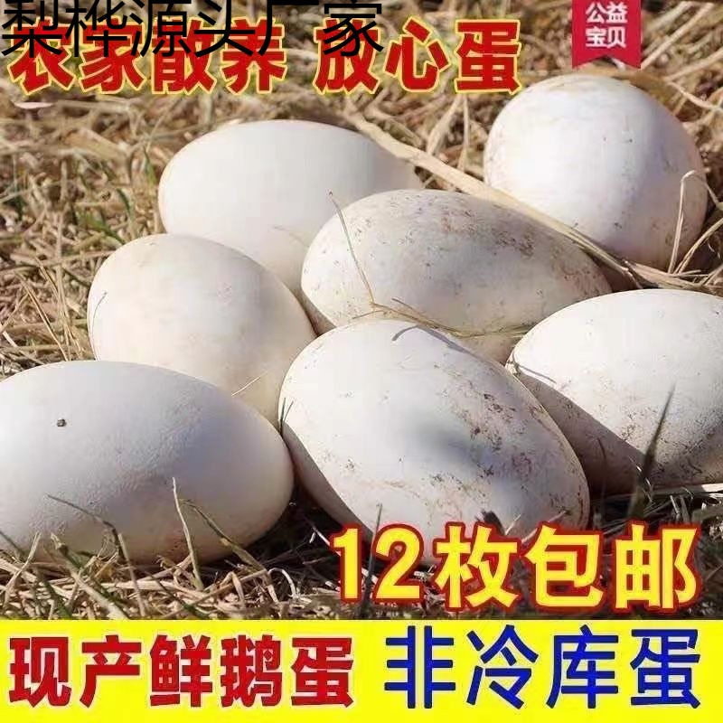 Extra Large Double Yellow Goose Eggs, Fresh Farm-Raised Free-Range Goose Eggs, Damage Guaranteed, Wholesale Whole Box