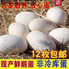 Extra Large Double Yellow Goose Eggs, Fresh Farm-Raised Free-Range Goose Eggs, Damage Guaranteed, Wholesale Whole Box