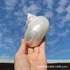 Wholesale natural conch shell peeled large white snail fish tank landscaping ornaments rolled shellfish hermit crab breeding replacement shell