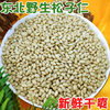 Pine Nuts Bulk Cake Baking Ingredients Peeled Nuts Daily Nuts Roasted Seeds and Nuts Wholesale Huashan Pine Nuts