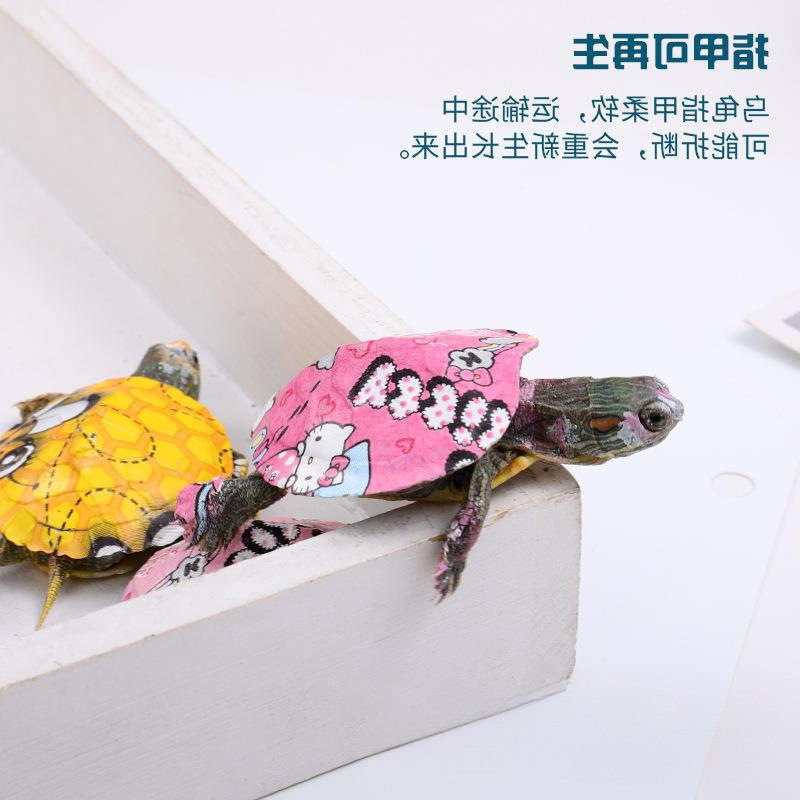 Little Colorful Turtle with Turtle Food, Trendy Colorful Small Turtle, Live Pet Cartoon Colorful Small Turtle, Live Ornamental Turtle Hatchling
