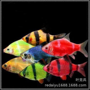 Shanghai tropical ornamental fish wholesale fluorescent green. Red. Blue. Tiger skin fish fluorescent tiger skin gold tiger skin living direct sales