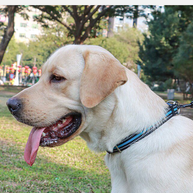 Reflective Nylon Adjustable Collar Pet Dog Collar Dog Collar Dog Collar Golden Hair Corgi Labrador Mimo