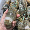 Live Frozen Vietnamese Small Green Lobster, Live Frozen Shrimp, Frozen Shrimp, Live Seafood, Frozen Products Wholesale and Retail