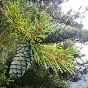Fragrant Pine Nuts, Pine Nuts, Fruit Tree Nuts, Pine Saplings, Fruit Seedlings, Northeastern Red Pine Evergreen Seedlings, Fruit Trees That Bear Fruit in the Same Year