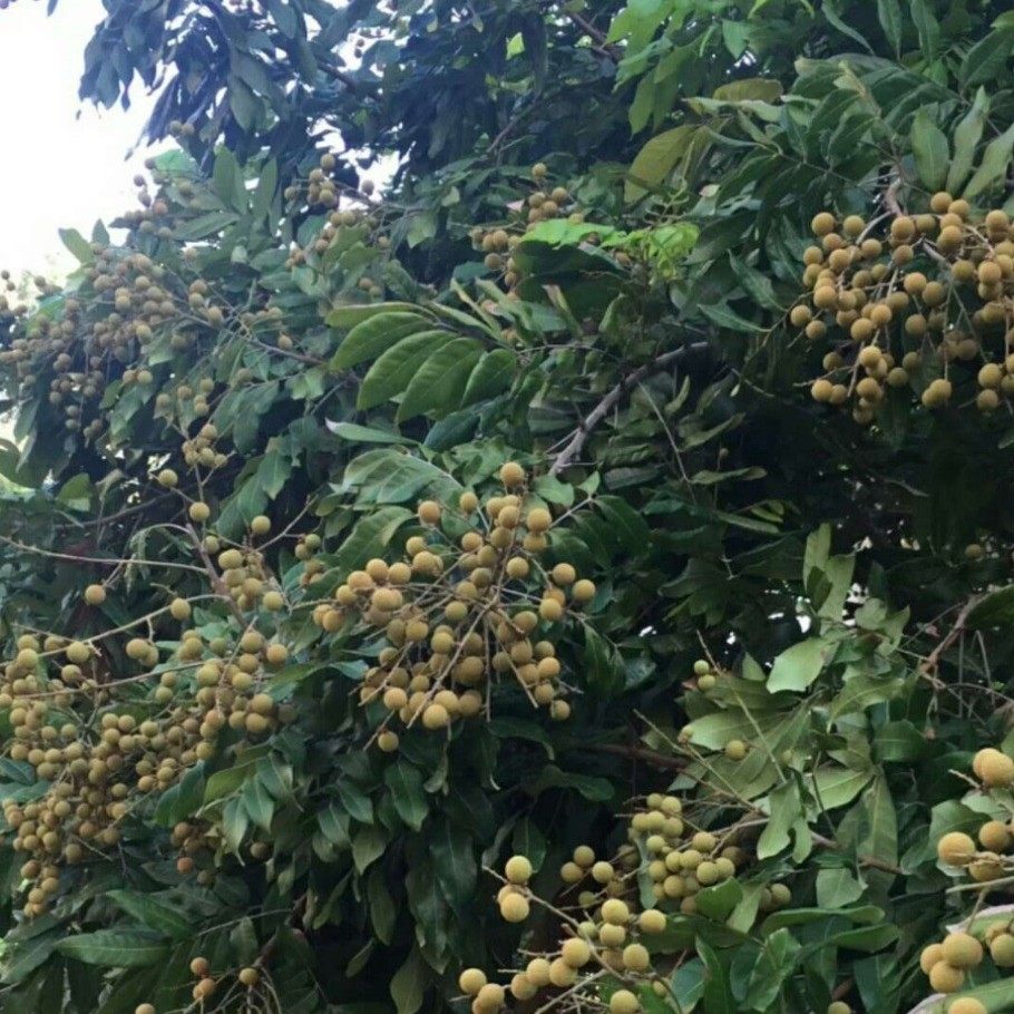 Zhengji Putian Farm-Made 12A Large Fruit Longan Dried Core Small Meat Thick 500g Bagged Free Shipping Fujian Specialty