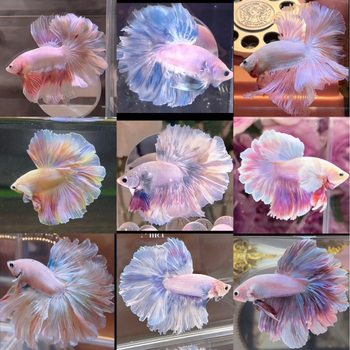 Wholesale Tropical Fish Ornamental Fish Wholesale Thai Betta Live Stall Half-Month Boutique Aquarium Special Price Pet Creative