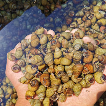 Fresh Live Snails from Shuifeng, Selected from Weishan Lake, Sand-Free and Mud-Free, Tail-Cut Snail Meat for Commercial Use