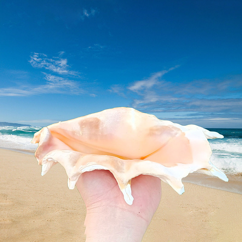 Large Seven-Sided Conch Shell, Conch, Starfish, Fish Tank, Aquarium, Creative Landscaping, Hermit Crab Replacement Shell, Decorative DIY Ornaments