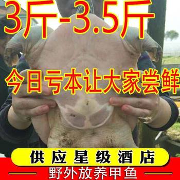 Fresh Male and Female Edible Soft-Shell Turtles, Seafood, Fresh Chinese Soft-Shell Turtles, Wholesale Nutritious Turtles