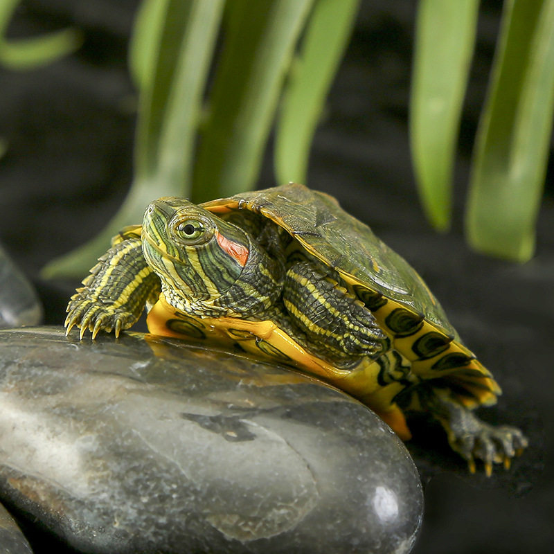 乌龟活物巴西龟活体长寿观赏龟红耳彩龟情侣宠物龟外塘水龟小龟,淘宝优惠券,粉丝福利购,淘宝优惠卷