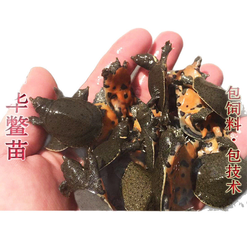 Turtle Fry Outdoor Pond Farming Chinese Softshell Turtle Fry Small Turtle Fry Water Turtle Fry Snapping Turtle Fry Arowana Live Bait Feed Full Package