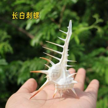 Natural shell conch venus snail white long thorn snail witch snail home decoration crafts ornaments wholesale