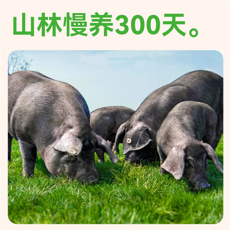 Free Meat Black Pig Xiaolongbao Kidsren's Nutritious Breakfast Old Dough Fresh Meat Buns Heated Ready-To-Eat Semi-Finished Steamed Products
