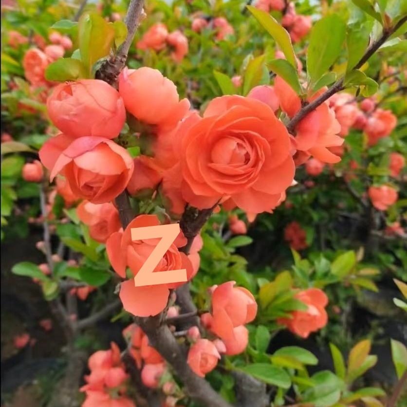 Begonia Bonsai Blooming in All Seasons, Balcony Florals, Indoor and Outdoor Potted Florals, Easy to Grow and Live, Internet Celebrity Manufacturers Wholesale Cross-Border