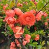 Begonia Bonsai Blooming in All Seasons, Balcony Florals, Indoor and Outdoor Potted Florals, Easy to Grow and Live, Internet Celebrity Manufacturers Wholesale Cross-Border