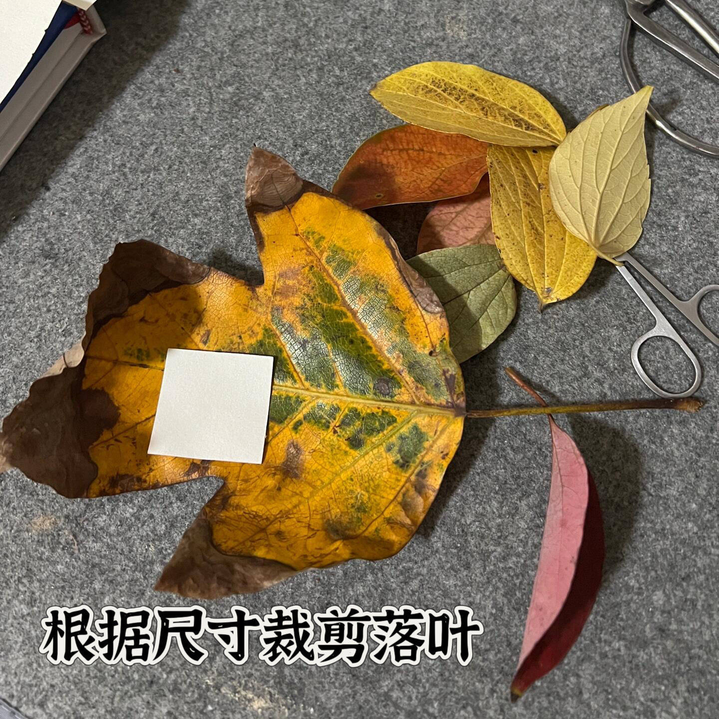 Fall Leaf Picture Frame 24 Grid 25 Grid 16 Grid 48 Grid Photo Frame DIY Hand-Painted Simple Drawing Frame Leaf Decoration