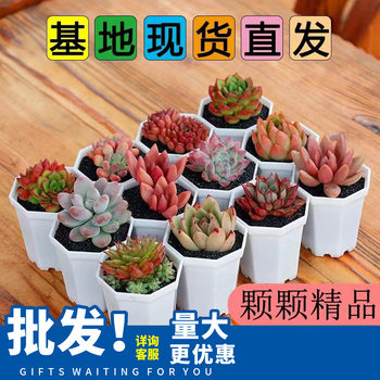 Succulent Plant Combination Potted Flower Pot Set with Potted Plants, Good Boutique Florals and Green Plants, Large Easy to Grow Succulent Set
