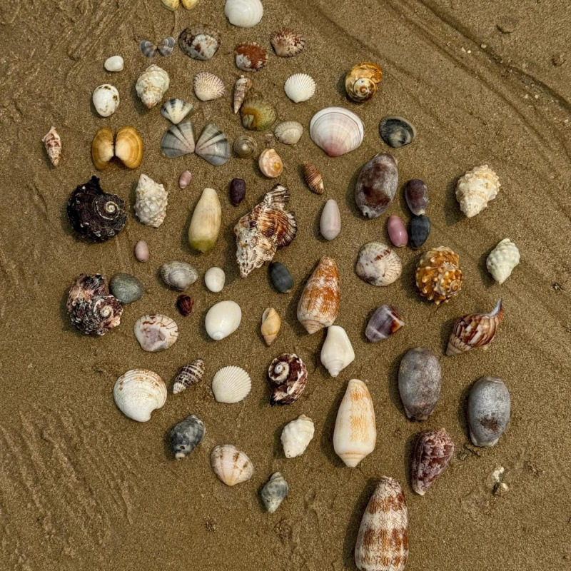 Natural Real Shell Conch Mini Shell Decoration Handmade Shell Photo Frame Storage Box Fish Tank Landscaping