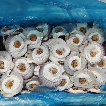 Frozen Bulk Vermicelli Scallops Whole Piece Wholesale 100 Pieces 8-9cm Delicious Ingredients for Barbecue Home Catering
