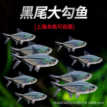 Black-Tailed Big Hook Fish Group Swimming Fish Traffic Light Grass Tank Tropical Small Fish Live Sailfish Ornamental Fish Pet