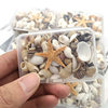 Boxed Natural Shell Small Conch Small Starfish Mixed Material Bag Handmade DIY Jewelry Aromatherapy Candle Wax Pieces