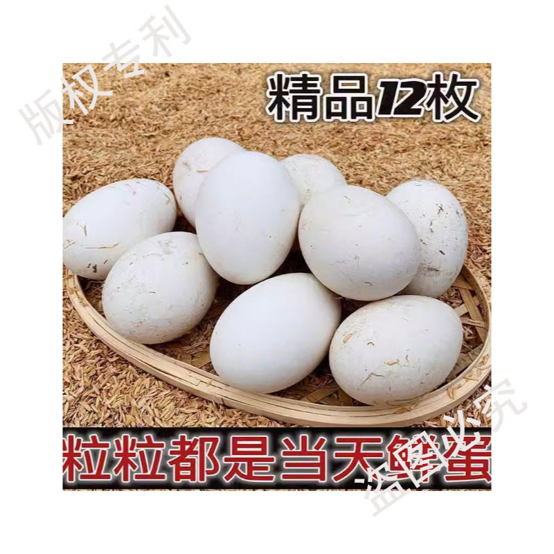 Hot-Selling Fresh Goose Eggs from Farm, Free-Range Large Goose Eggs, Wild River Water-Raised Goose Eggs for Pregnant Women, Large and Good Eggs