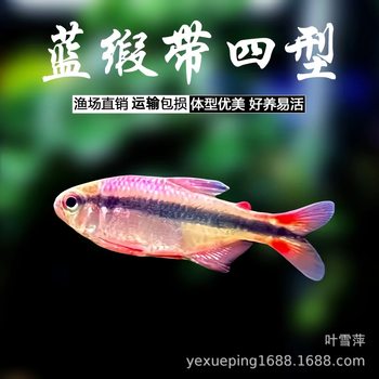 Blue Satin Ribbon Four Types of Light Fish Tropical Fish Grass Tank Group Swimming Classy South American Colorful Devil Fish Brazilian Live Fish Wholesale