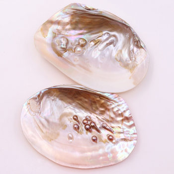 Ins Natural Freshwater Shell Conch Specimen Photo Props Pearl Oyster Plate Jewelry Aquarium Ornaments Soap Box